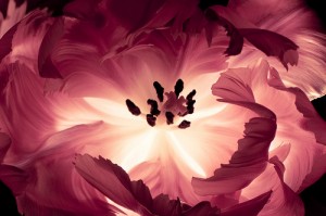 flower5